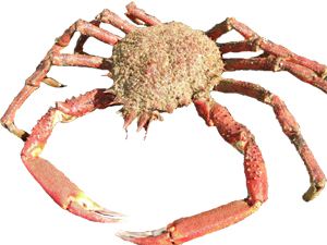 Mediterranean Spider Crab (Maja Squinado)