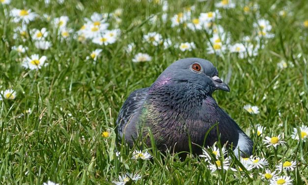 The Mallorcan pigeon