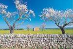 The spectacle of mallorcan almond trees