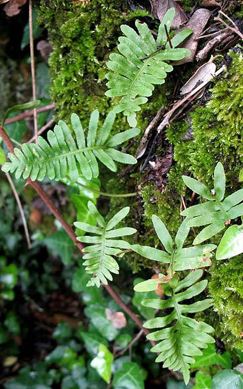 Polypodium vulgare L. subsp. serrulatum Arcang