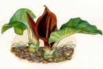 Arum pictum L.