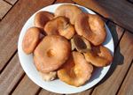 "esclata-sang" (Lactarius deliciosus, L. sanguifluus), Red Pine mushroom