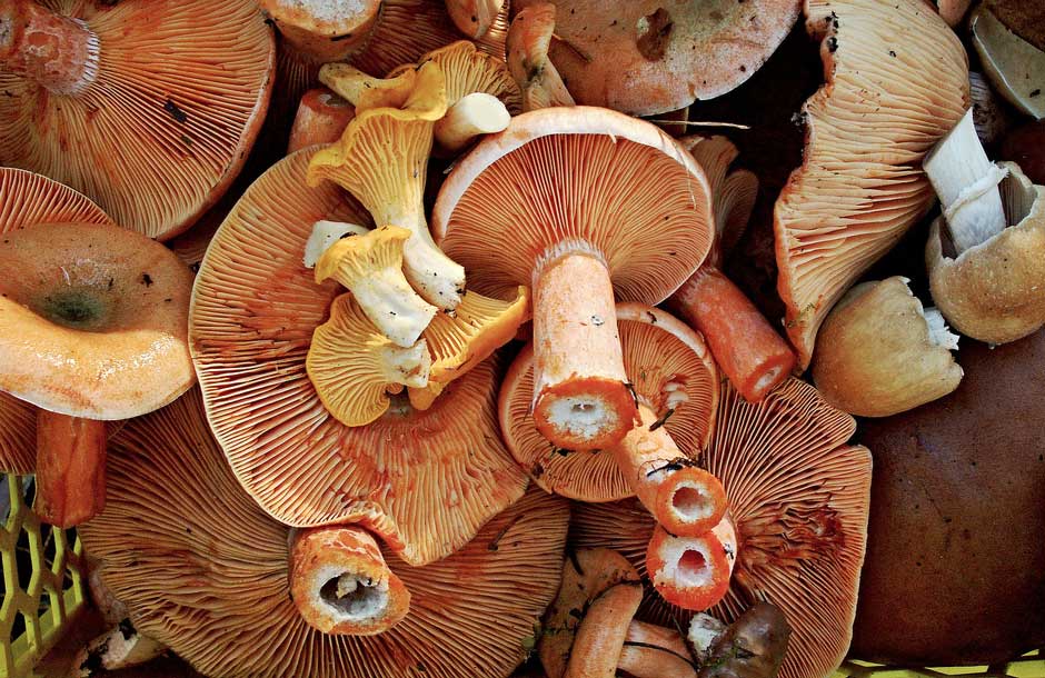 “Esclata-sangs” (Red Pine mushrooms) in a white wine sauce