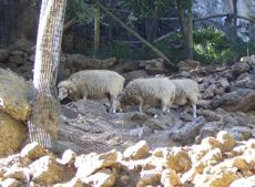 The white Mallorcan sheep