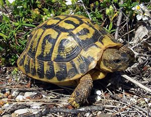 The Mediterranean turtle, Testudo Hermanni