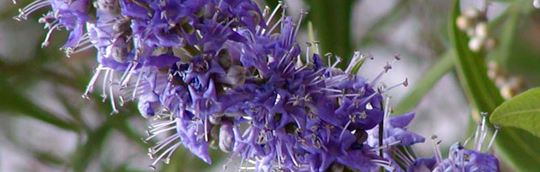 Vitex agnus / castus L.