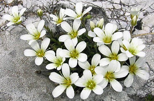 Arenaria Grandiflora subsp. bolosii