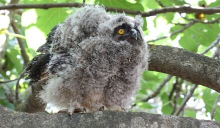 Long-Eared Owl (Asio otus)