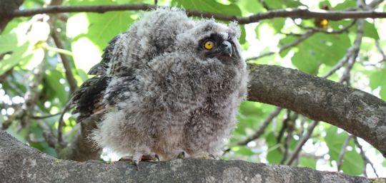 Long-Eared Owl (Asio otus)