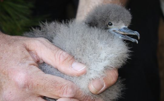 Balearic Shearwater