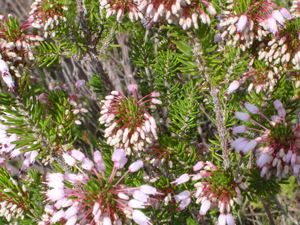 Erica multiflora