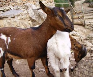 The wild Mallorcan goat