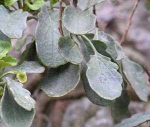 Brassica balearica