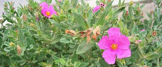 Cistus albidus L.