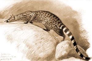 The genet