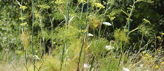 Herb liquor of Mallorca