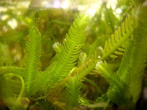 alga Caulerpa Taxifolia