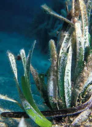 The Posidonia Oceanica