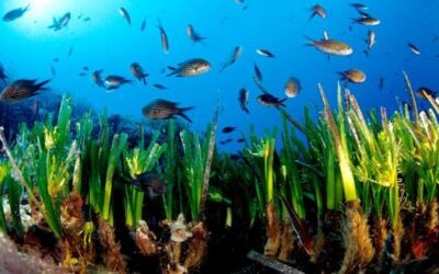 Posidonia, Patrimonio de la Humanidad