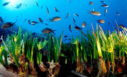 Posidonia Oceánica de Baleares, Patrimonio de la Humanidad