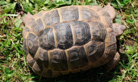 Thighed Tortoise