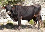 The Mallorcan cow