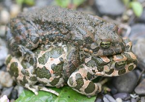 Green Toad, Bufo viridis balearica