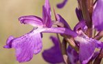 Orquídea de Prat