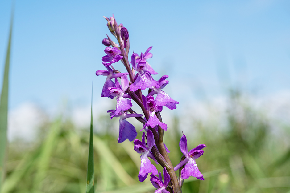 Prat Orchidee, Mallorca. 