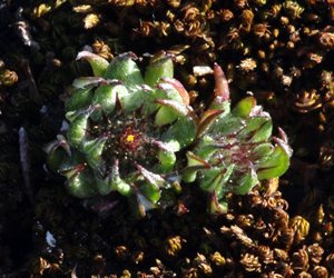 Filago petro-ianii, planta endèmica de Mallorca