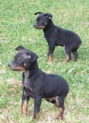 El Perro Ratero Mallorquín