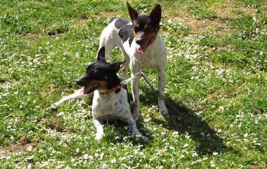 El Perro Ratero Mallorquín