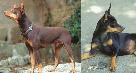 El Perro Ratero Mallorquín