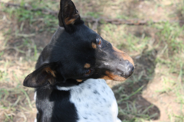 Ca Rater Mallorquí / Perro Ratero Mallorquín