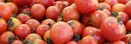 Tomate de ramellet (Lycopersicon Esculentum)