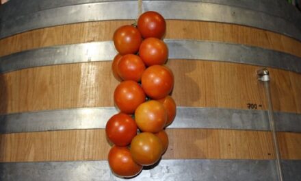 Tomate de ramallet (Lycopersicon Esculentum)