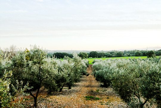 Jornets extra virgin olive oil, all the flavour of the Mallorcan olive