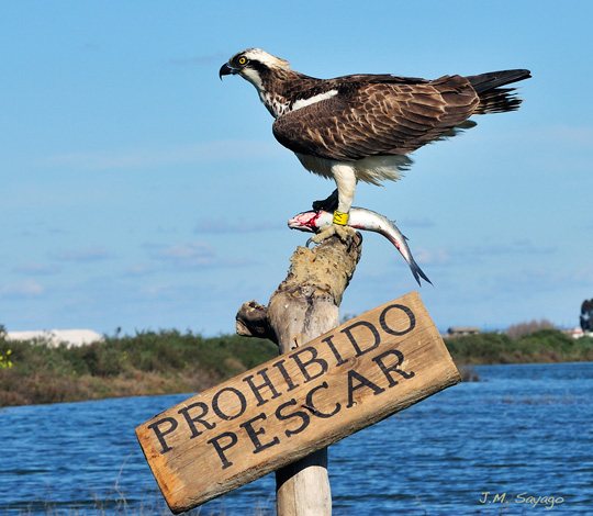 Àguila peixetera, Mallorca