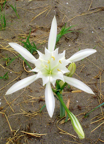 Seelilie (Pancratium maritimum L.)