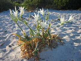 Seelilie (Pancratium maritimum L.)