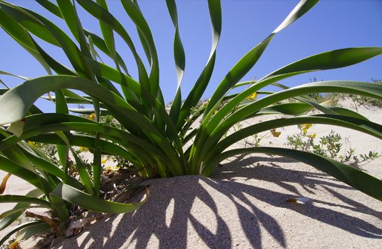 Sea Daffodil (Pancratium maritimum L.)