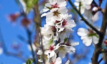 The spectacle of mallorcan almond trees