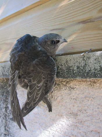 Common Swift (Apus apus), Mallorca