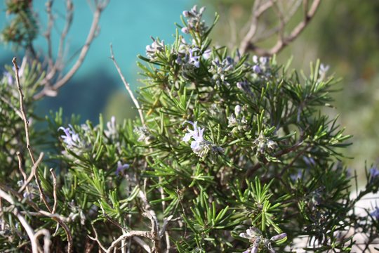 Rosmarinus officinalis L.