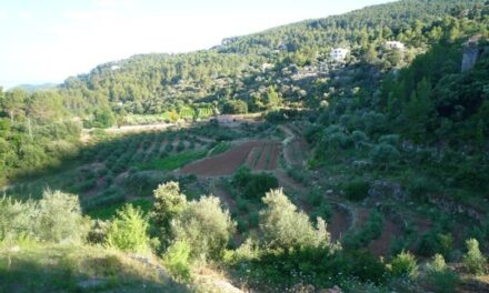 Es Verger, aceite y vino ecológico de Mallorca