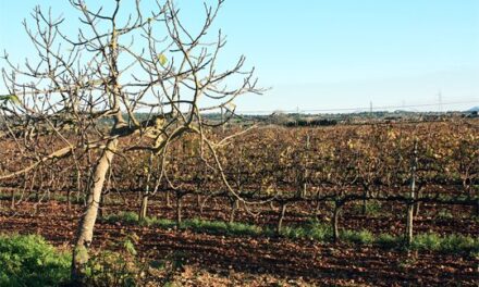 Vins Can Coleto sembra Mallorca amb els seus millors vins