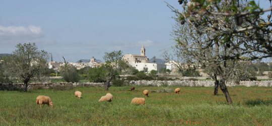 mercado de Santanyí, Mallorca