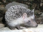 Mallorcan Hedgehog (Atelerix algirus vagans)