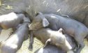 El cerdo negro mallorquín, la raza porcina de Mallorca