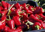 Especias Crespí boosts the quality of their “tap de cortí” sweet pepper